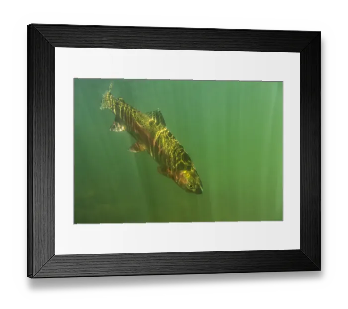Framed Print : Rainbow trout (Oncorhynchus mykiss) in green turbid waters, Gunnison River, Colorado, USA, April Framed Print : Rainbow trout (Oncorhynchus mykiss) in green turbid waters, Gunnison River, Colorado, USA, April