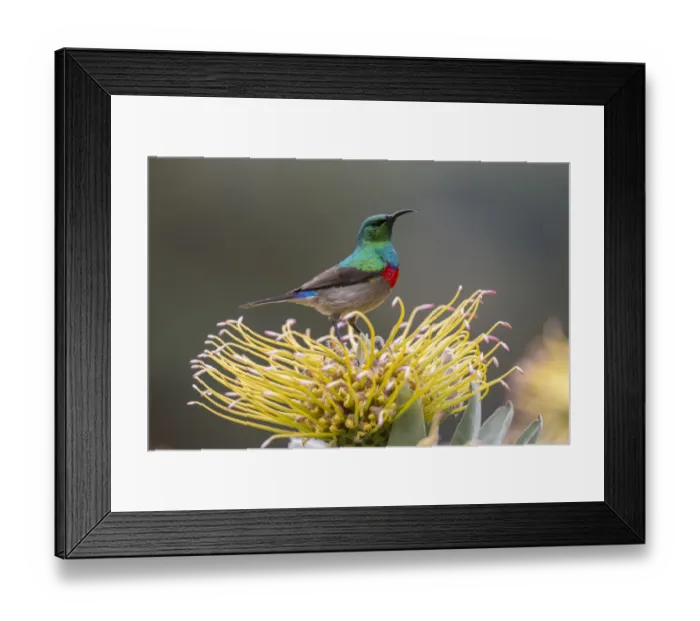 Framed Print : Southern double-collared sunbird (Cinnyris chalybeus), Kirstenbosch National Botanical Garden Framed Print : Southern double-collared sunbird (Cinnyris chalybeus), Kirstenbosch National Botanical Garden
