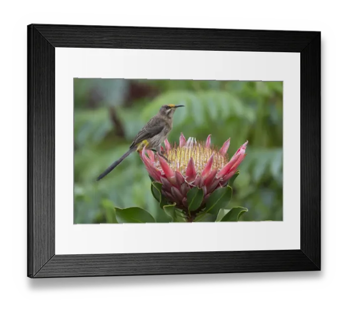 Framed Print : Cape sugarbird (Promerops cafer) on king protea, Kirstenbosch National Botanical Garden Framed Print : Cape sugarbird (Promerops cafer) on king protea, Kirstenbosch National Botanical Garden