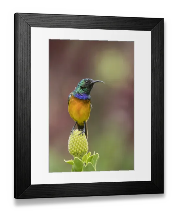 Framed Print : Orange-breasted sunbird (Anthobaphes violacea), Kirstenbosch National Botanical Garden Framed Print : Orange-breasted sunbird (Anthobaphes violacea), Kirstenbosch National Botanical Garden