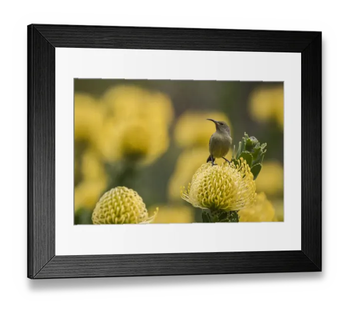 Framed Print : Orange-breasted sunbird (Anthobaphes violacea) female on Leucospermum cordifolium Framed Print : Orange-breasted sunbird (Anthobaphes violacea) female on Leucospermum cordifolium