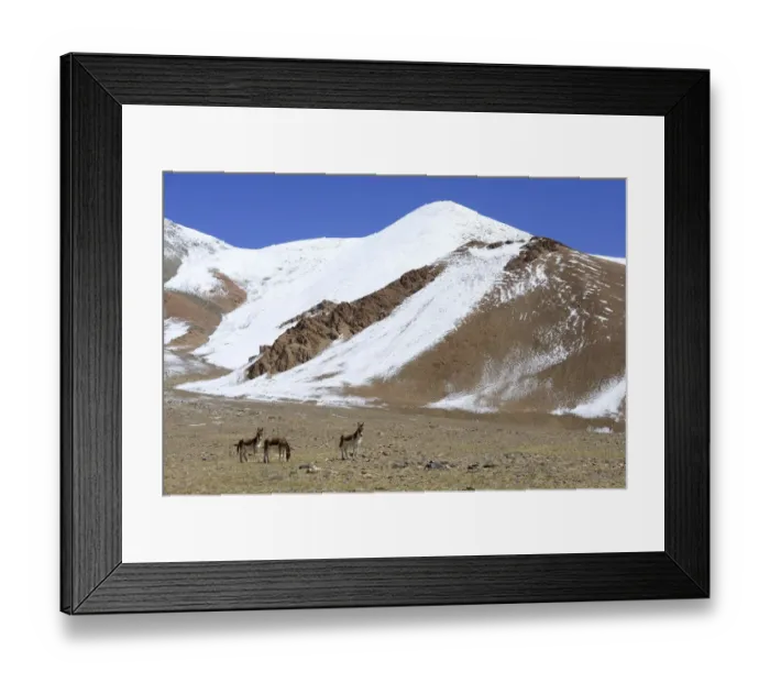 Framed Print : Kiangs (Equus kiang) on grassland near Tso Kar Lake, Chantang Wildlife Sanctuary Framed Print : Kiangs (Equus kiang) on grassland near Tso Kar Lake, Chantang Wildlife Sanctuary