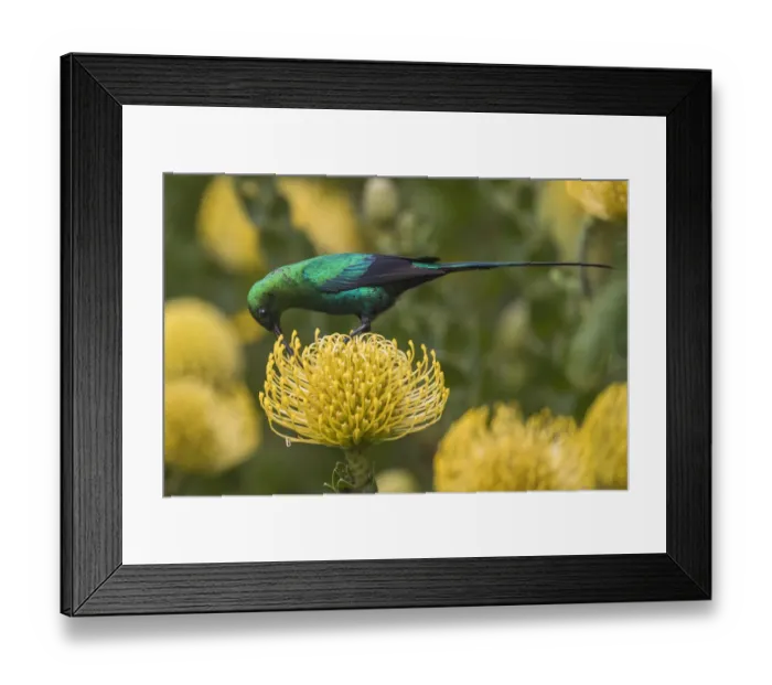 Framed Print : Malachite sunbird (Nectarinia famosa) feding at flower, Kirstenbosch National Botanical Garden Framed Print : Malachite sunbird (Nectarinia famosa) feding at flower, Kirstenbosch National Botanical Garden