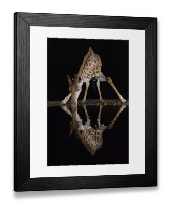 Framed Print : Giraffe (Giraffa camelopardalis) drinking at night, Zimanga private game reserve Framed Print : Giraffe (Giraffa camelopardalis) drinking at night, Zimanga private game reserve