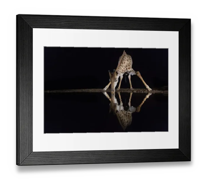 Framed Print : Giraffe (Giraffa camelopardalis) drinking at night, Zimanga private game reserve Framed Print : Giraffe (Giraffa camelopardalis) drinking at night, Zimanga private game reserve