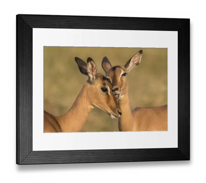 Framed Print : Impala (Aepyceros melampus) allo-grooming, iMfolozi game reserve, KwaZulu-Natal, South Africa Framed Print : Impala (Aepyceros melampus) allo-grooming, iMfolozi game reserve, KwaZulu-Natal, South Africa