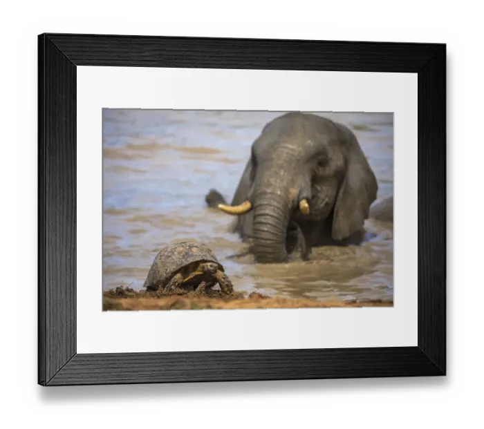 Framed Print : Leopard / mountain tortoise (Stigmochelys pardalis) with elephant bull (Loxodonta Framed Print : Leopard / mountain tortoise (Stigmochelys pardalis) with elephant bull (Loxodonta