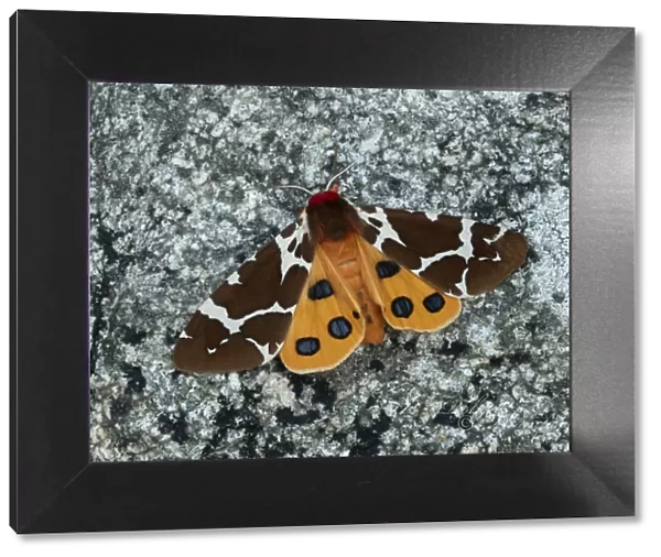 Great tiger moth (Arctia caja americana) Lac-Drolet, province, Quebec, Canada November