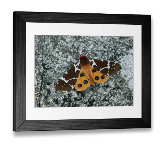 Framed Print : Great tiger moth (Arctia caja americana) Lac-Drolet, province, Quebec, Canada November Framed Print : Great tiger moth (Arctia caja americana) Lac-Drolet, province, Quebec, Canada November