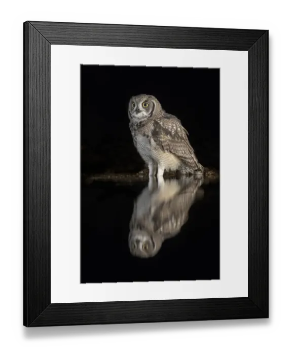 Framed Print : Spotted eagle owl (Bubo africanus) subadult at nigh by water, Zimanga private game reserve Framed Print : Spotted eagle owl (Bubo africanus) subadult at nigh by water, Zimanga private game reserve