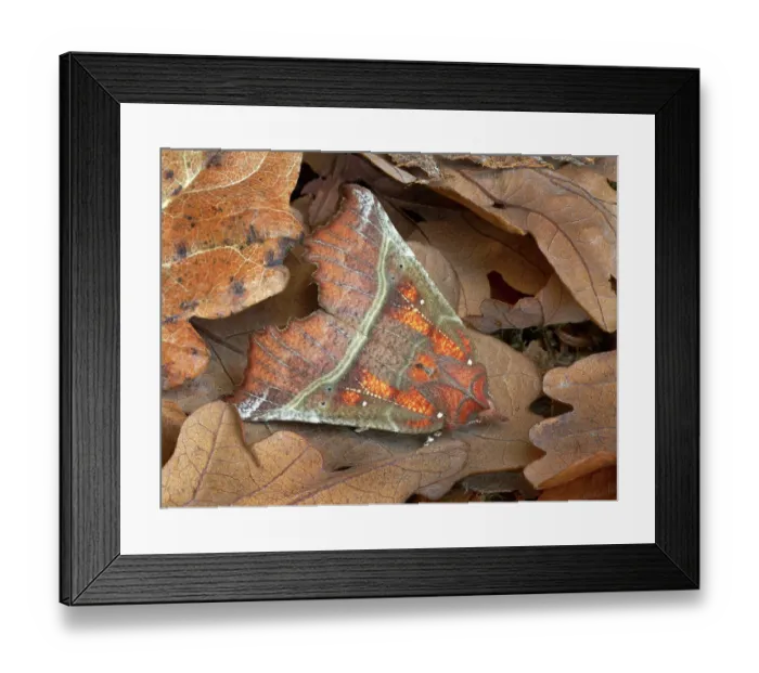 Framed Print : Herald moth (Scoliopteryx libatrix) camouflaged in leaf litter, Gosford Forest Park, Co. Armagh, Northern Ireland. September Framed Print : Herald moth (Scoliopteryx libatrix) camouflaged in leaf litter, Gosford Forest Park, Co. Armagh, Northern Ireland. September