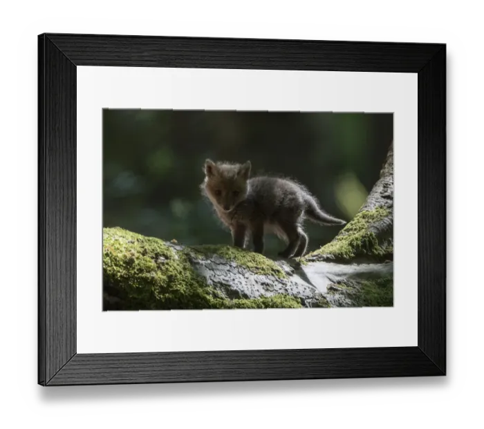 Framed Print : Red fox (Vulpes vulpes) cub, Vosges, France, May Framed Print : Red fox (Vulpes vulpes) cub, Vosges, France, May