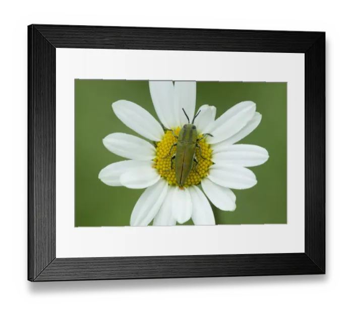 Framed Print : Jewel beetle (Anthaxia hungarica) on aster flower, South of Casteil, French Pyrenees, France Framed Print : Jewel beetle (Anthaxia hungarica) on aster flower, South of Casteil, French Pyrenees, France