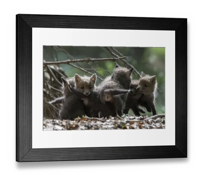 Framed Print : Red fox (Vulpes vulpes) cubs playing, Vosges, France, May Framed Print : Red fox (Vulpes vulpes) cubs playing, Vosges, France, May