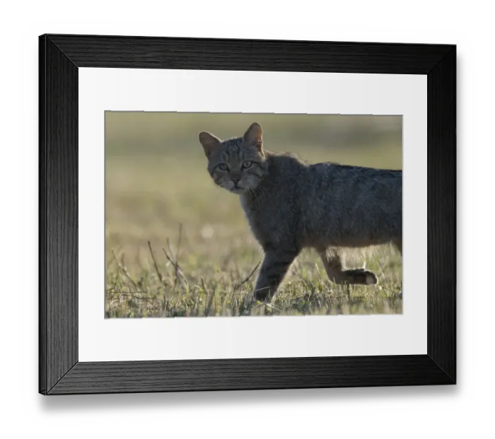 Framed Print : Wild cat (Felis silvestris) walking, Vosges, France, June Framed Print : Wild cat (Felis silvestris) walking, Vosges, France, June