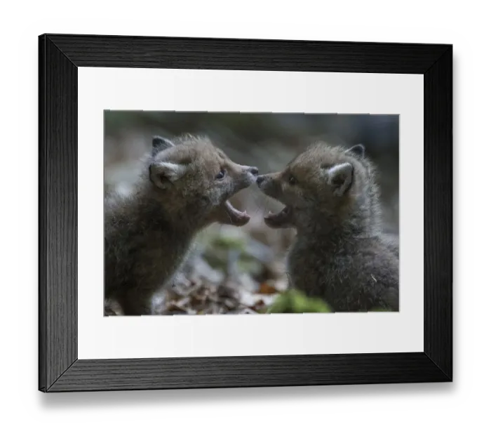 Framed Print : Red fox (Vulpes vulpes) cubs playing, Vosges, France, May Framed Print : Red fox (Vulpes vulpes) cubs playing, Vosges, France, May