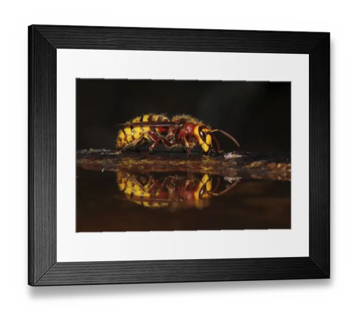 Framed Print : Hornet (Vespa crabro) drinking at bird bath. Dorset, UK, July Framed Print : Hornet (Vespa crabro) drinking at bird bath. Dorset, UK, July