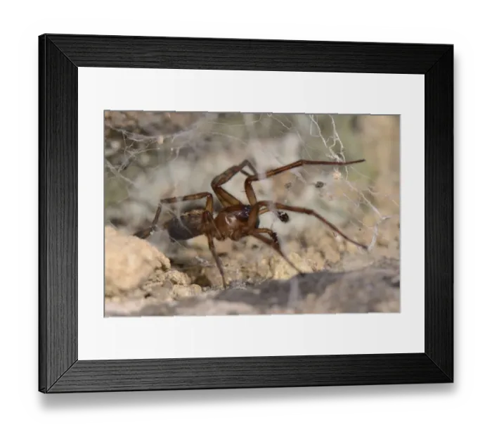 Framed Print : Common lace weaver  /  Lace-webbed spider (Amaurobius similis) male in its web in