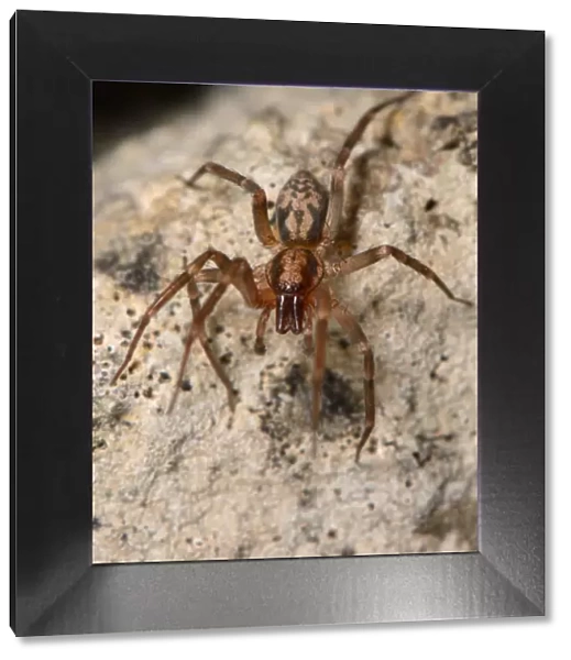 Running foliage spider  /  Spiny-legged sac spider (Liocranum rupicola), a nationally