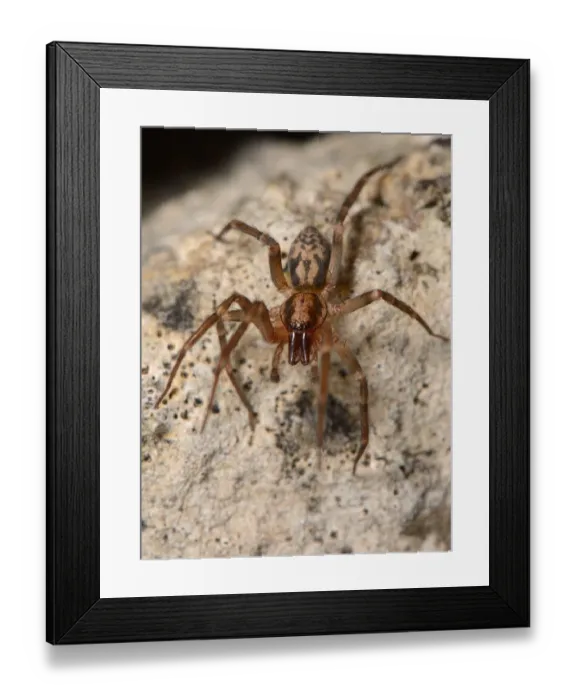 Framed Print : Running foliage spider / Spiny-legged sac spider (Liocranum rupicola), a nationally Framed Print : Running foliage spider / Spiny-legged sac spider (Liocranum rupicola), a nationally