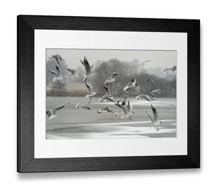Framed Print : Black-headed gull (Chroicocephalus ridibundus) flock flying over a frozen lake in falling snow Framed Print : Black-headed gull (Chroicocephalus ridibundus) flock flying over a frozen lake in falling snow