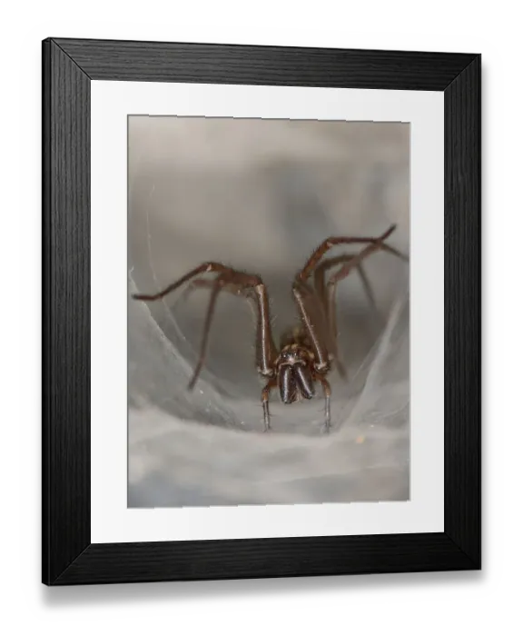 Framed Print : Female House spider (Tegenaria sp. ) at the mouth of her tubular silk retreat in an old stone wall Framed Print : Female House spider (Tegenaria sp. ) at the mouth of her tubular silk retreat in an old stone wall