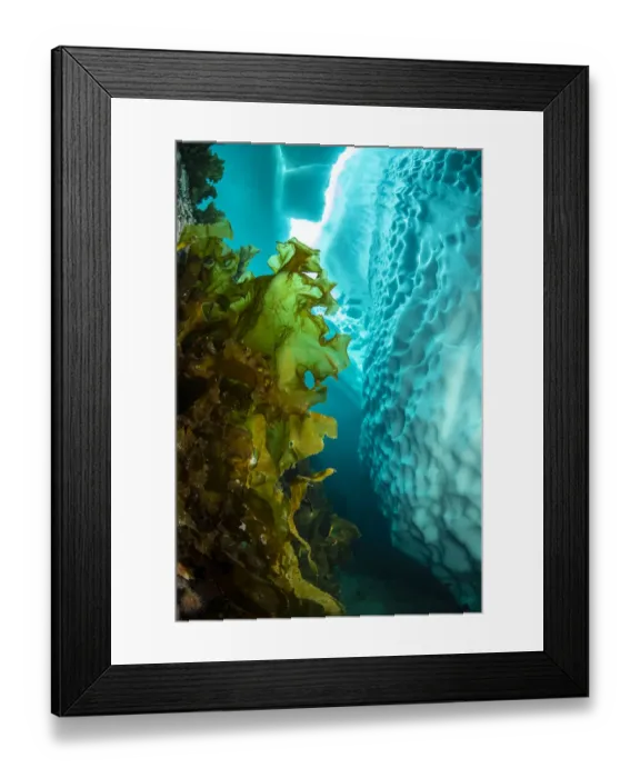Framed Print : Sugar kelp (Saccharina latissima) near iceberg, view upwards to gap in sea ice. Tasiilaq Framed Print : Sugar kelp (Saccharina latissima) near iceberg, view upwards to gap in sea ice. Tasiilaq