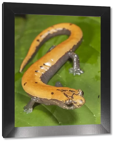 Broadfoot mushroomtongue salamander (Bolitoglossa platydactyla), Catemaco Lake, Los