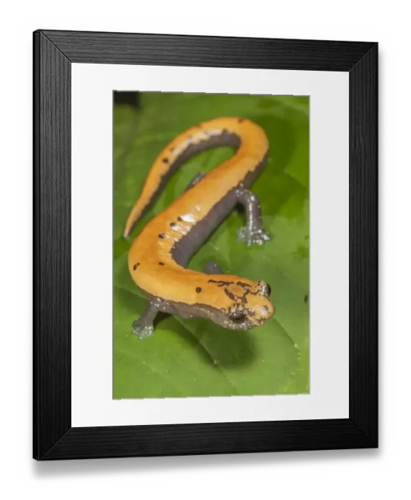 Framed Print : Broadfoot mushroomtongue salamander (Bolitoglossa platydactyla), Catemaco Lake, Los Framed Print : Broadfoot mushroomtongue salamander (Bolitoglossa platydactyla), Catemaco Lake, Los