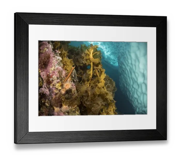 Framed Print : Sugar kelp (Saccharina latissima) and Sea anemones (Actiniaria) on rock near iceberg Framed Print : Sugar kelp (Saccharina latissima) and Sea anemones (Actiniaria) on rock near iceberg