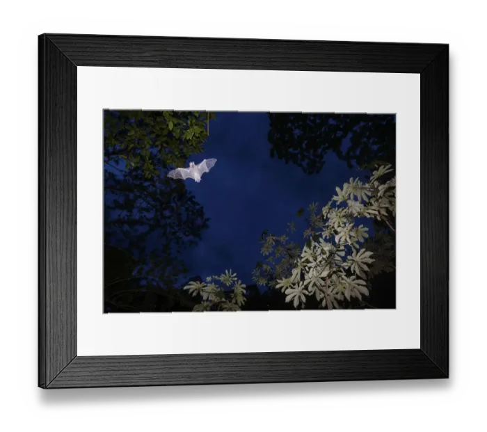 Framed Print : Mustached Bat (Pteronotus sp. ) flying at dusk, Calakmul Biosphere Reserve, Yucatan Peninsula Framed Print : Mustached Bat (Pteronotus sp. ) flying at dusk, Calakmul Biosphere Reserve, Yucatan Peninsula