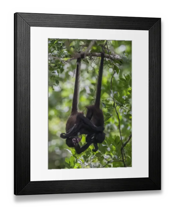 Framed Print : Central American spider monkey (Ateles geoffroyi) juveniles hanging by tails and playing Framed Print : Central American spider monkey (Ateles geoffroyi) juveniles hanging by tails and playing