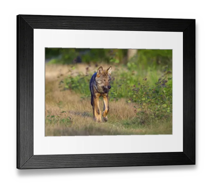Framed Print : Wild Grey wolf (Canis lupus) walking, Saxony-Anhalt, Germany Framed Print : Wild Grey wolf (Canis lupus) walking, Saxony-Anhalt, Germany