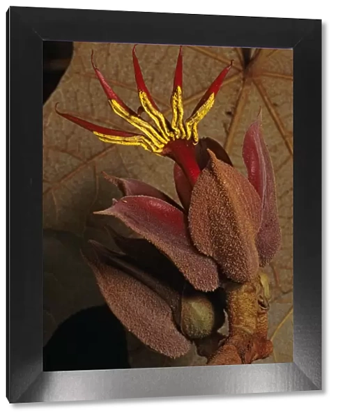Devils hand Tree (Chiranthodendron pentadactylon) flower, Filo de Caballos
