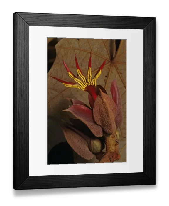 Framed Print : Devils hand Tree (Chiranthodendron pentadactylon) flower, Filo de Caballos Framed Print : Devils hand Tree (Chiranthodendron pentadactylon) flower, Filo de Caballos