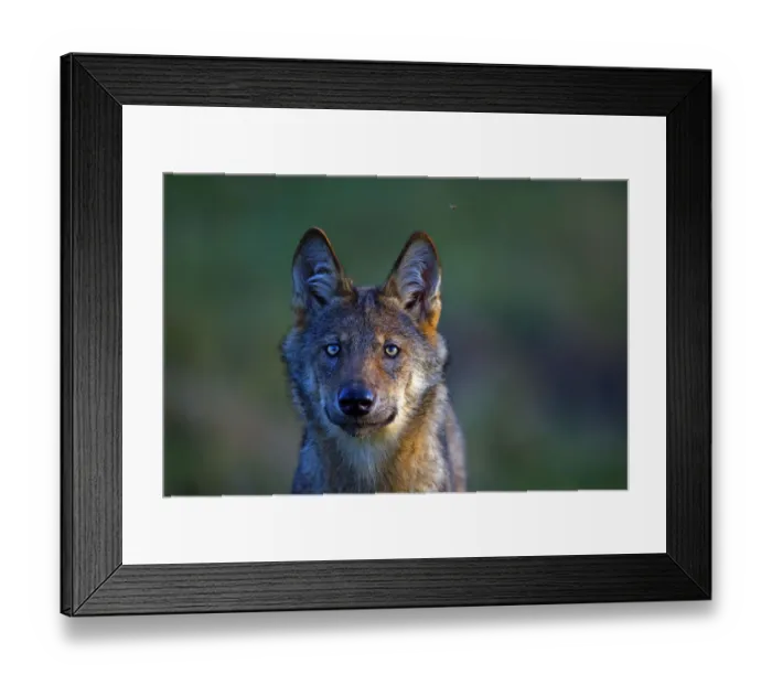Framed Print : Wild Grey wolf (Canis lupus), in meadow, Saxony-Anhalt, Germany