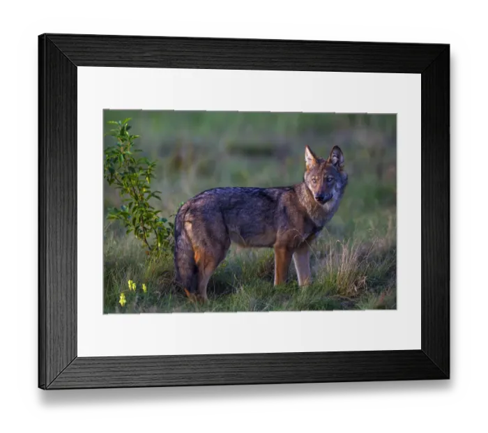Framed Print : Wild Grey wolf (Canis lupus), in meadow, Saxony-Anhalt, Germany