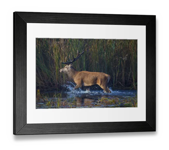 Framed Print : Red deer (Cervus elaphus) stag, Saxony, Germany. September Framed Print : Red deer (Cervus elaphus) stag, Saxony, Germany. September