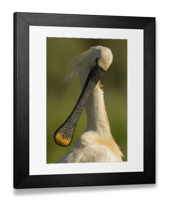 Framed Print : Spoonbill (Platalea leucorodia) preening, close up. Hungary. May Framed Print : Spoonbill (Platalea leucorodia) preening, close up. Hungary. May