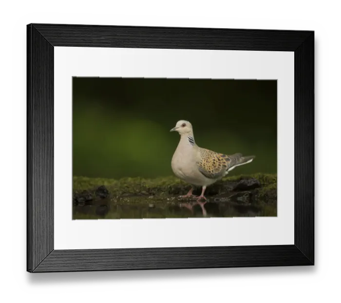 Framed Print : Turtle dove (Streptopelia turtur) standing at a drinking pool. Hungary. May