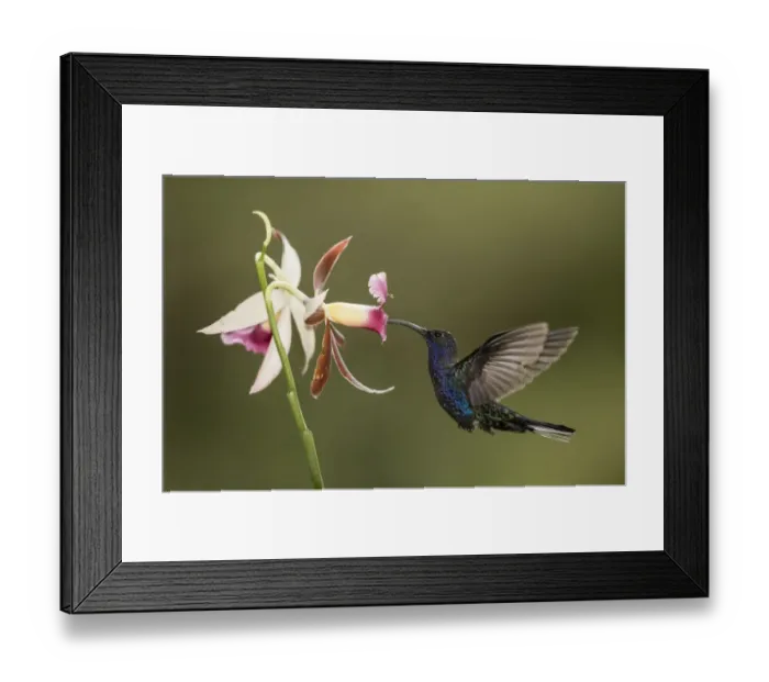 Framed Print : Violet sabrewing hummingbird (Campylopterus hemileucurus) nectaring on Orchid. Costa Rica Framed Print : Violet sabrewing hummingbird (Campylopterus hemileucurus) nectaring on Orchid. Costa Rica