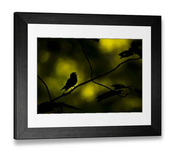 Framed Print : Wood warbler (Phylloscopus sibilatrix) singing whilst perched on branch, silhouetted at dawn Framed Print : Wood warbler (Phylloscopus sibilatrix) singing whilst perched on branch, silhouetted at dawn