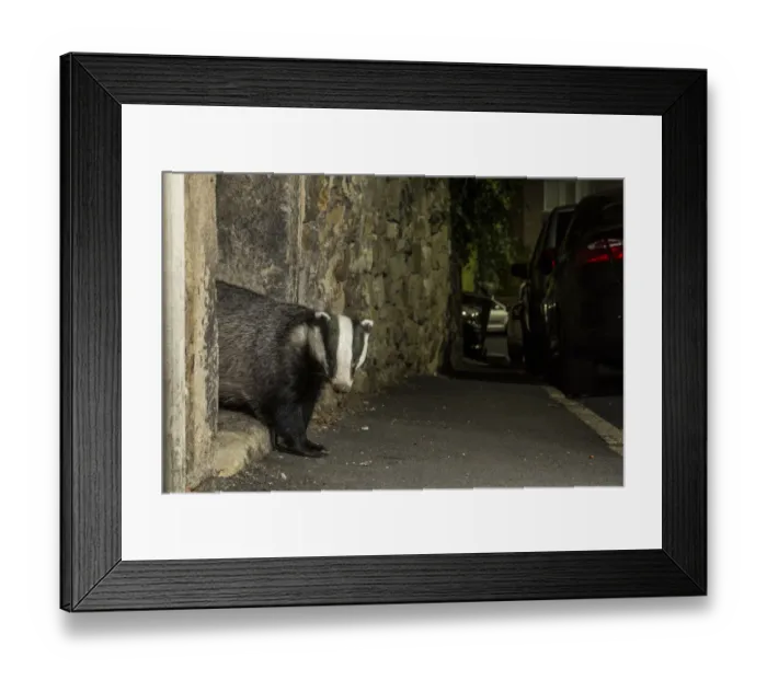 Framed Print : Badger (Meles meles) emerging through gateway in wall at night. In urban area, Sheffield