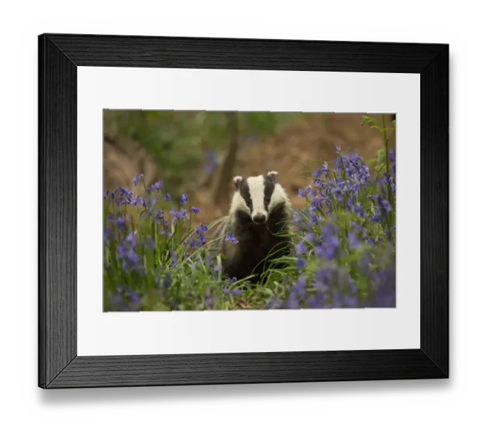 Framed Print : Badger (Meles meles) amongst Bluebells (Hyacinthoides non-scripta). Scotland, UK. May Framed Print : Badger (Meles meles) amongst Bluebells (Hyacinthoides non-scripta). Scotland, UK. May