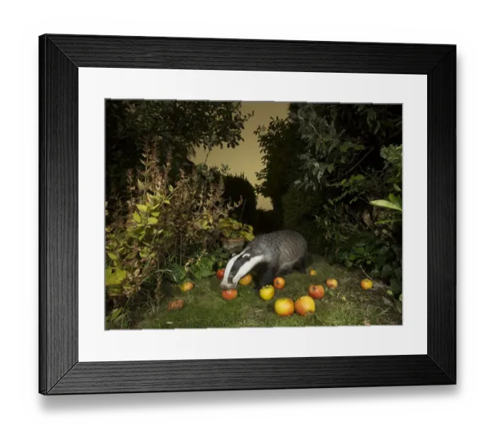 Framed Print : Badger (Meles meles) eating apples in urban garden. Sheffield, England, UK. October Framed Print : Badger (Meles meles) eating apples in urban garden. Sheffield, England, UK. October