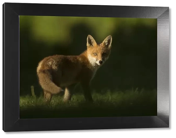 Red fox (Vulpes vulpes) cub looking at camera, in morning. Sheffield, England, UK. June