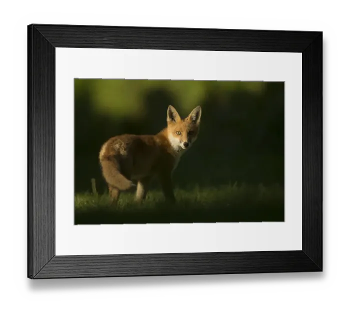 Framed Print : Red fox (Vulpes vulpes) cub looking at camera, in morning. Sheffield, England, UK. June Framed Print : Red fox (Vulpes vulpes) cub looking at camera, in morning. Sheffield, England, UK. June