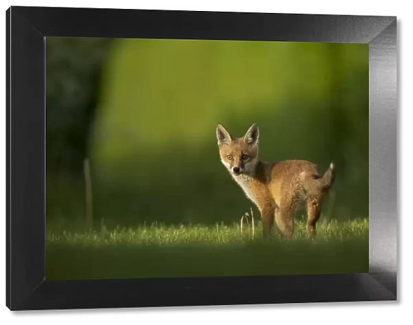 Red fox (Vulpes vulpes) cub looking over shoulder at camera. Sheffield, England, UK. May