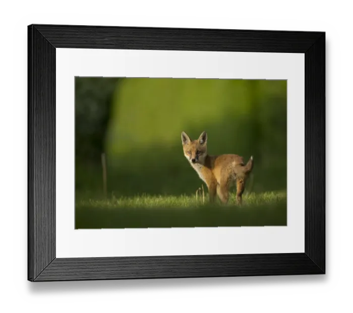 Framed Print : Red fox (Vulpes vulpes) cub looking over shoulder at camera. Sheffield, England, UK. May Framed Print : Red fox (Vulpes vulpes) cub looking over shoulder at camera. Sheffield, England, UK. May