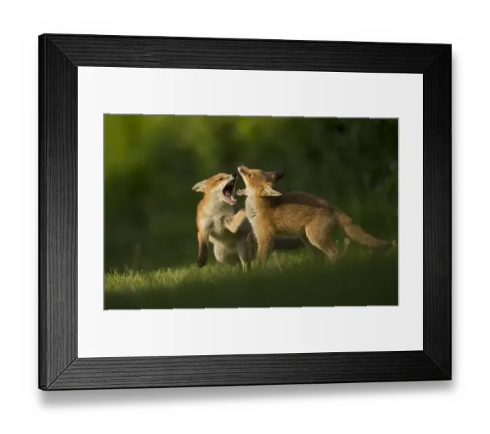 Framed Print : Red fox (Vulpes vulpes), two cubs play fighting. Sheffield, England, UK. May Framed Print : Red fox (Vulpes vulpes), two cubs play fighting. Sheffield, England, UK. May